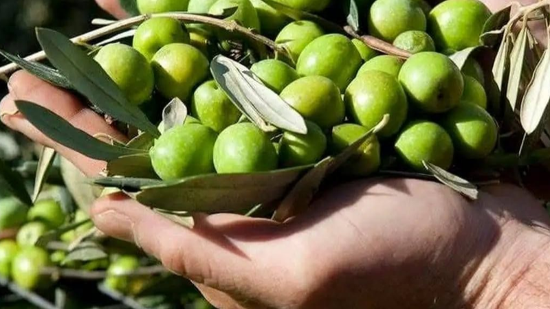 Gusto Amato - Produttori e Grossisti di Olive da Tavola a Cerignola Produzione e vendita all'ingrosso e al dettaglio di olive da tavola di qualità superiore. Sede in Via Olbia 29, Cerignola (FG). La tradizione pugliese delle migliori olive mediterranee. della Bella di Cerignola